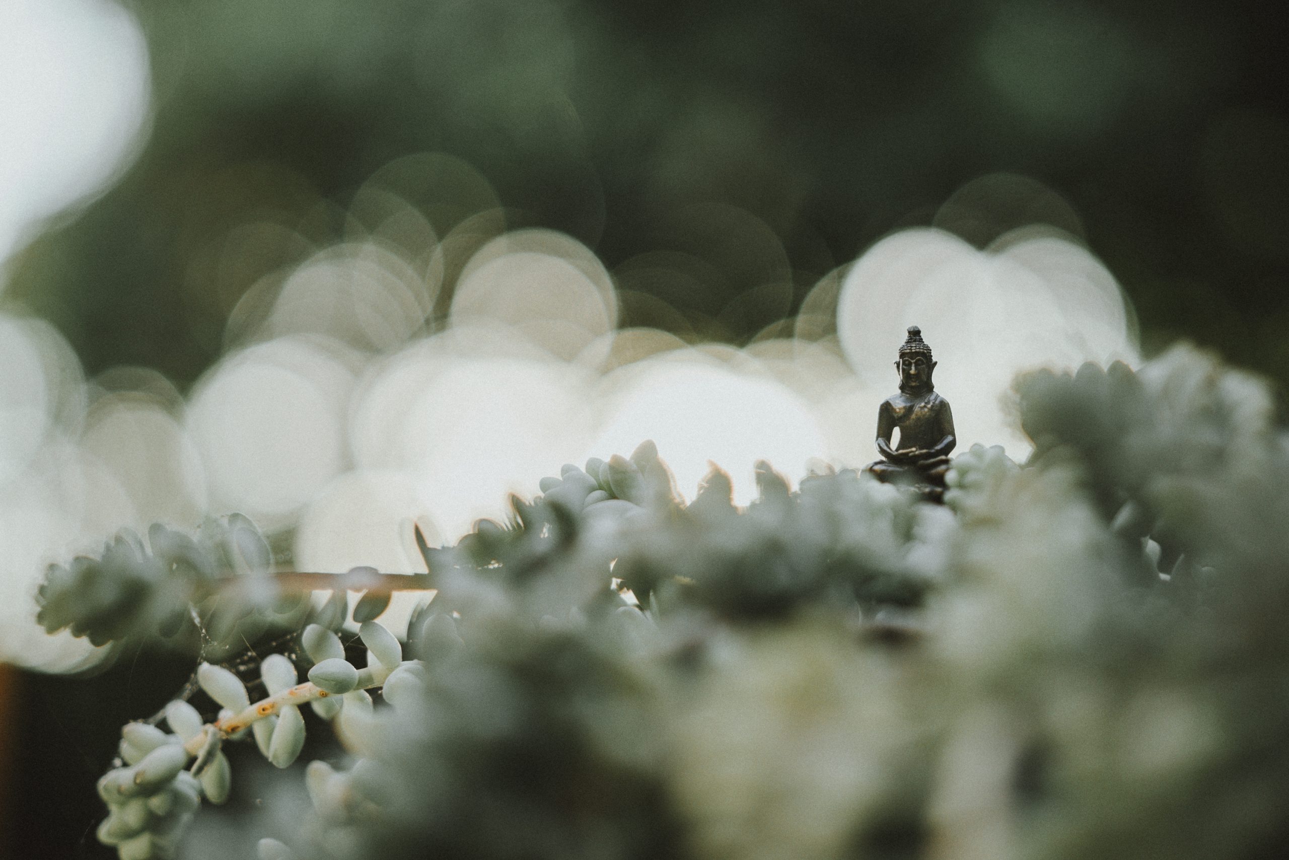 Tiny buddha statue in the middle of a cacti plan  in the garden with beautiful light pouring over